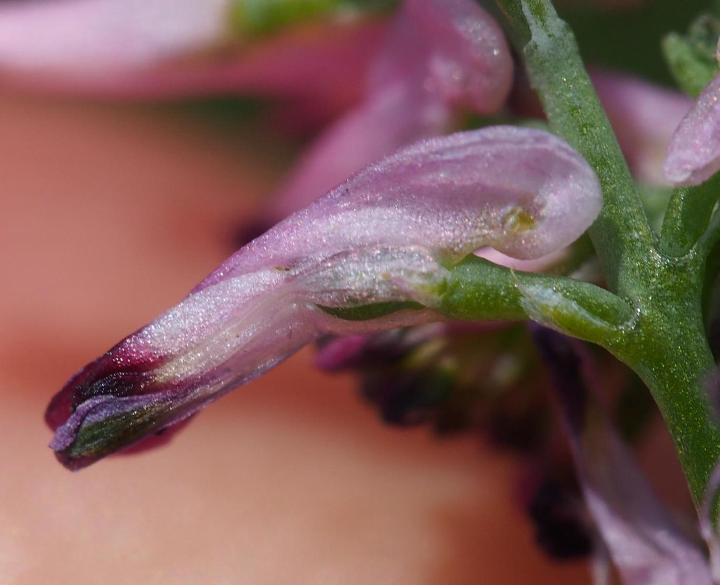 Fumitory, Small pink flower